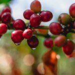 Water dripping from ripe cherries on tree awaiting harvest