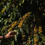 Ripe yellow cherries being picked of tree