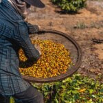 Harvested coffee cherries being sorted at Irmas Pereira Farm in Brazil