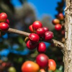 Coffee cherries grow on branches of trees before they are picked and turned into coffee beans
