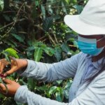 A worker picking coffee during the harvesting season at La Fantasia in Colombia
