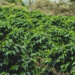 Coffee trees planted in a forest
