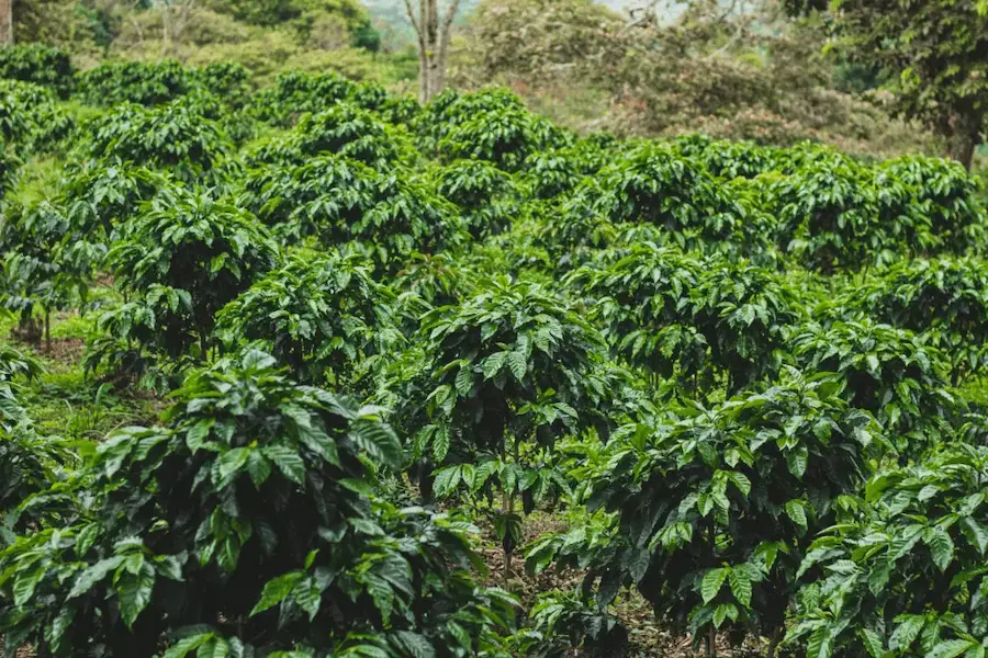 Coffee trees planted in a forest