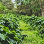Arabica coffee trees planted in rows