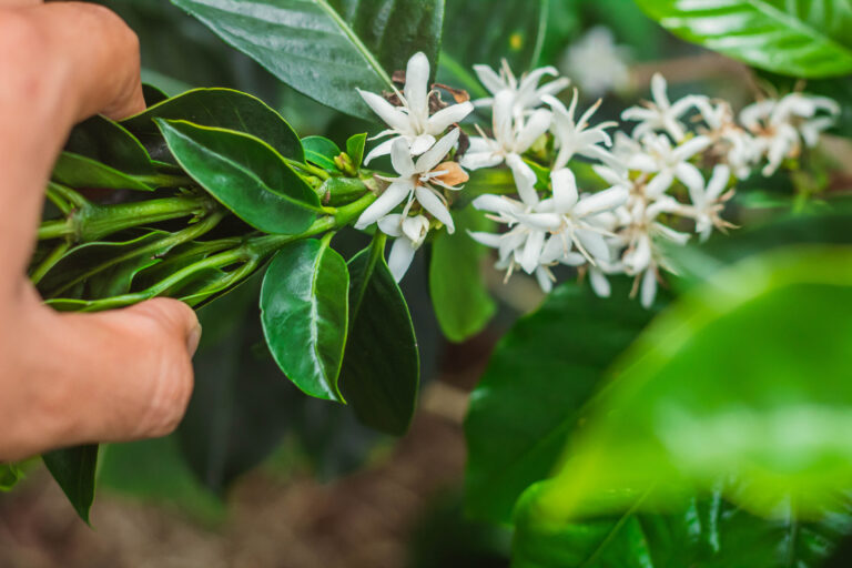 Farmer hand holding flowers on the branch of coffee tree in Cauca region of Colombia