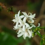Coffee blossom in Colombia