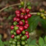 Green and red coffee cherries