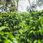 Dense coffee shrubs growing in the coffee belt for high quality arabica coffee