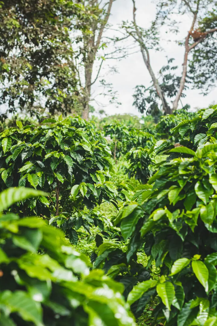 Dense coffee shrubs growing in the coffee belt for high quality arabica coffee
