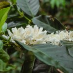 Blossoming white coffee flowers on a tree