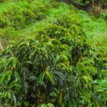 Short coffee trees planted in rows on a sloped green forest mountain