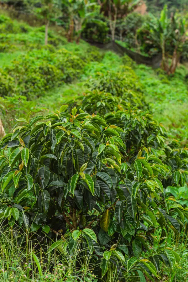 Short coffee trees planted in rows on a sloped green forest mountain