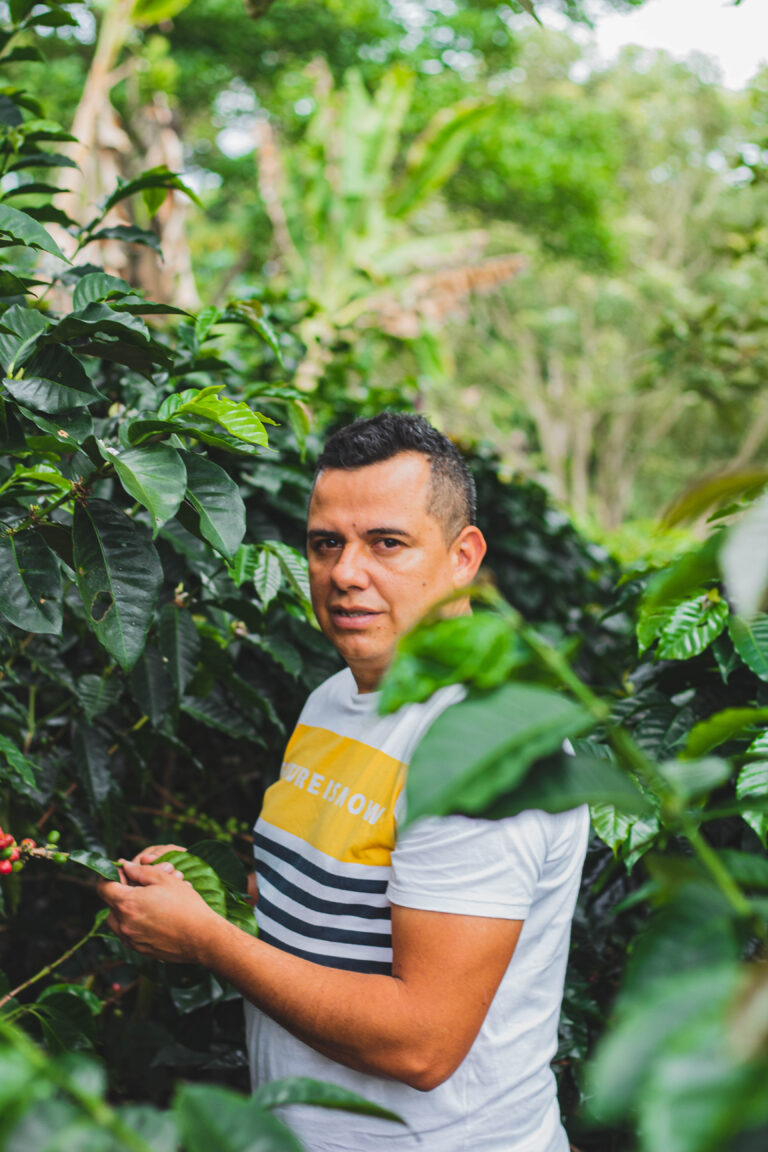 Producer Elkin Guzmán manager of Finca El Mirador in Huila, Colombia inspecting coffee trees