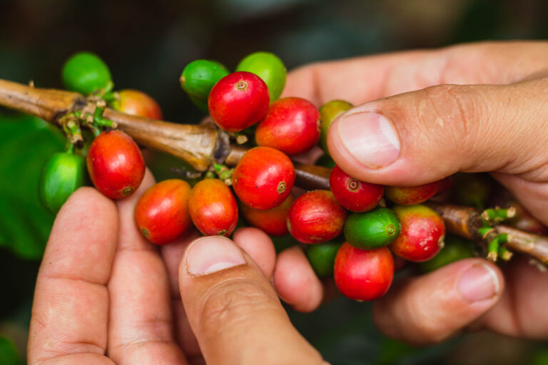 Hand picking ripe coffee cherries by farmer at Finca El Mirador Huila Colombia