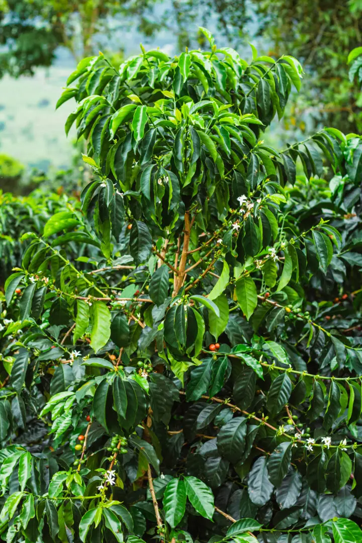 Vibrant green coffee trees with upwards facing branches full of leaves and coffee cherries