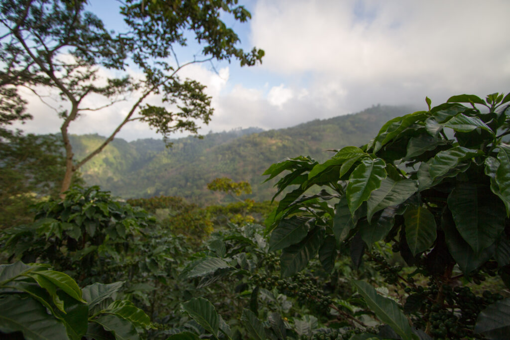 El Milagrito means little miracle and is in the unique microclimate of Santa Barbara Honduras