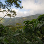 El Milagrito means little miracle and is in the unique microclimate of Santa Barbara Honduras