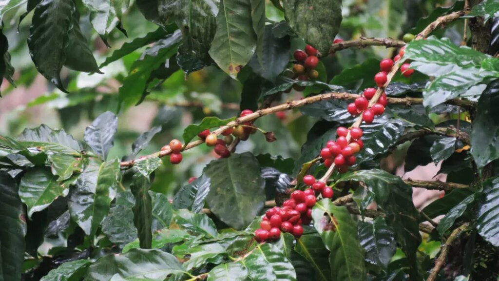 Ripe coffee cherries on a tree in Nicaragua