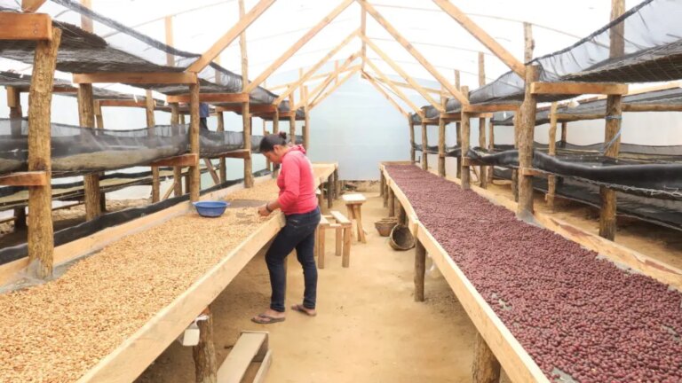 Female producer inspecting coffee beans drying on beds at Finca El Arbol Nicaragua