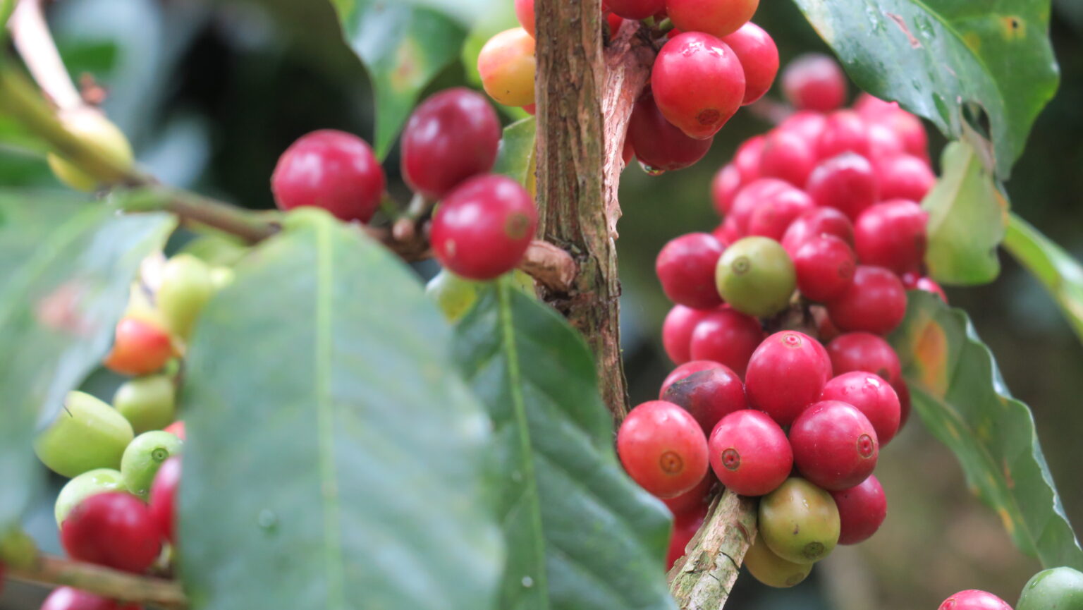 Close up photo of ripe coffee cherries on tree