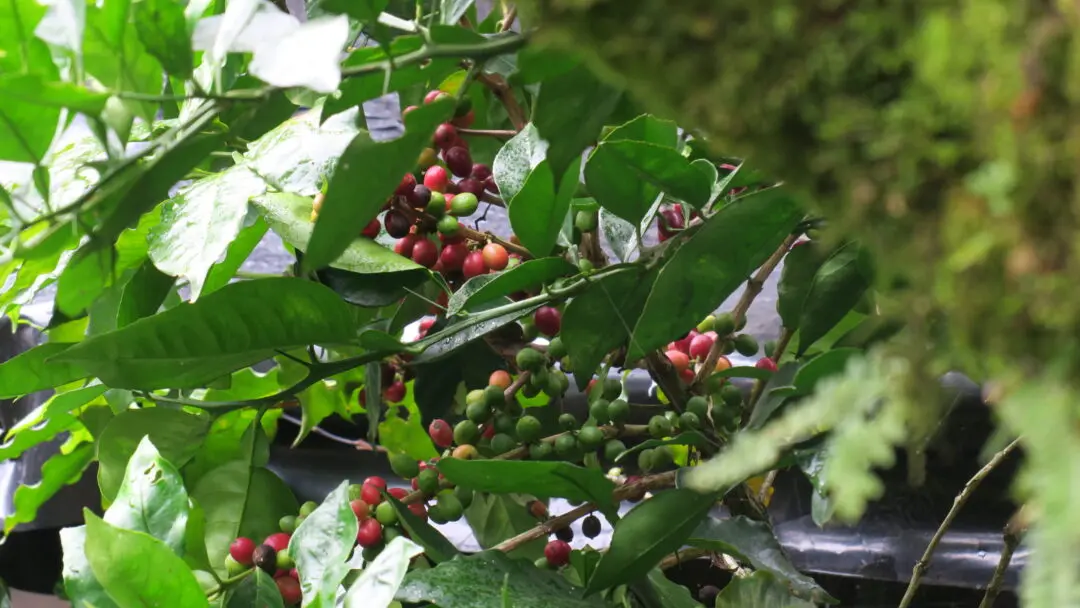 Ripe coffee cherries on tree
