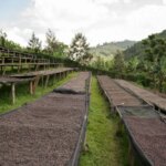 Beautiful landscape view overlooking natural processed coffee cherries drying under sun in valley and mountains of Rwanda