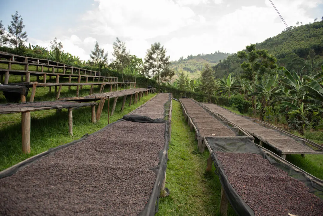 Beautiful landscape view overlooking natural processed coffee cherries drying under sun in valley and mountains of Rwanda