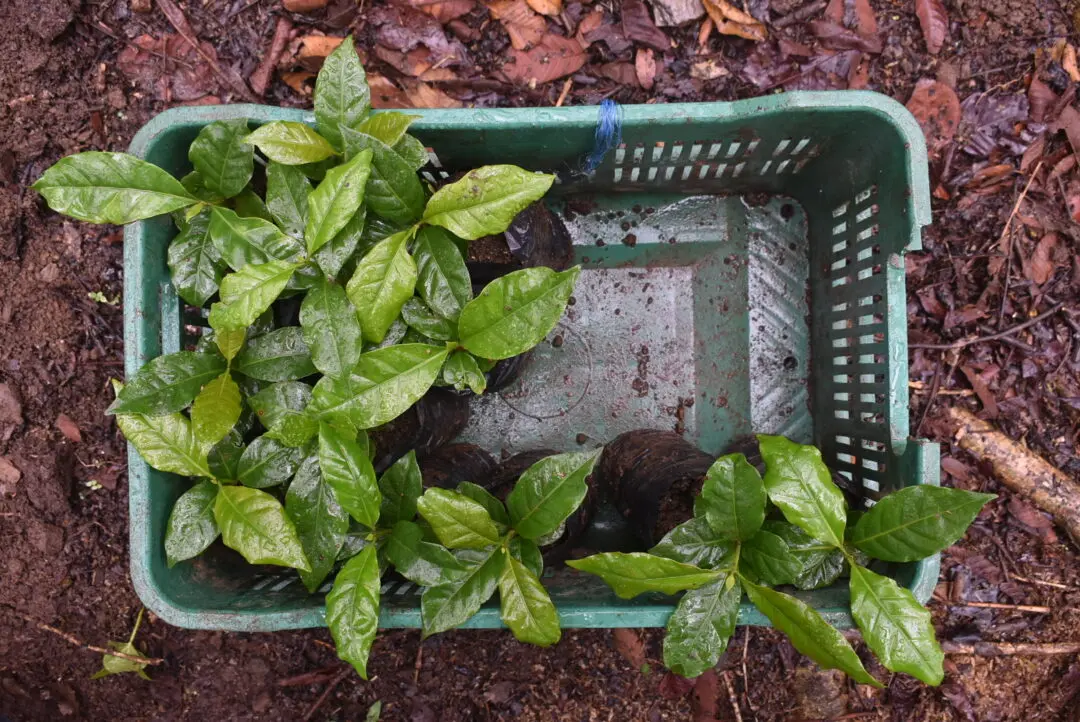 A basket of sprouted coffee seedlings