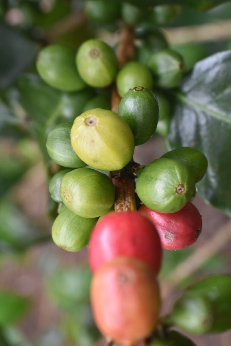 Close up of stages of coffee cherry ripeness