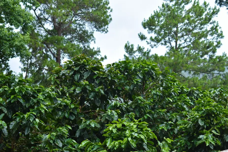 Coffee trees growing in Nicaragua are green and lush