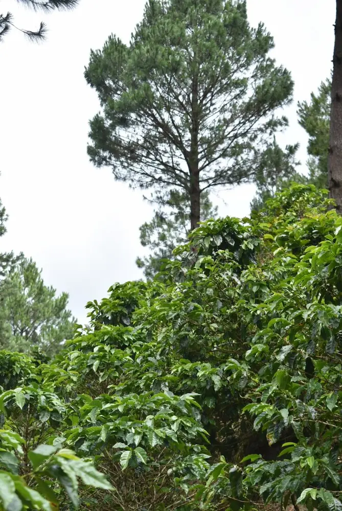 Coffee trees at Finca El Avion in Mozonte harvests late in the Nicaraguan coffee season