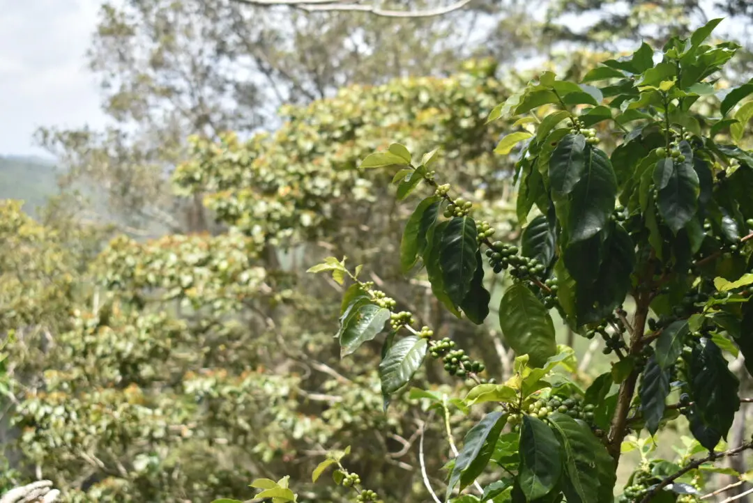 Unripe coffee cherries sitting on coffee tree at Finca El Recuerdo Mozonte region of Nicaragua