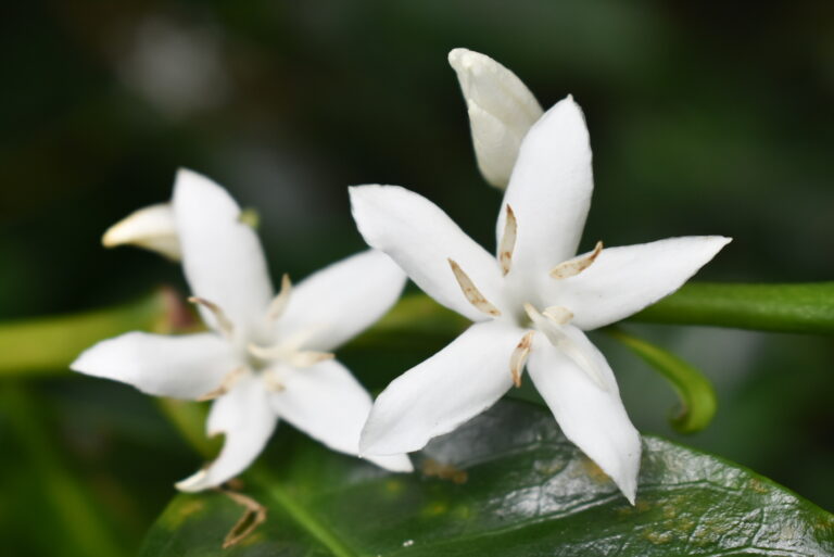 Close up photo of white coffee flower that looks like star jasmine