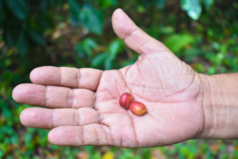 Two ripe coffee cherries in the palm of a farmers hand
