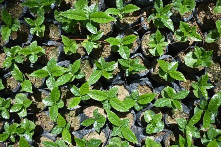 Coffee seedlings growing at Los Suyates nestled near El Volcán in Nicaragua