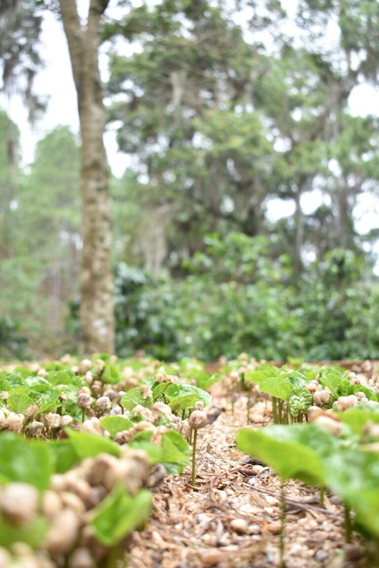 Baby coffee bean seedlings bursting through the ground