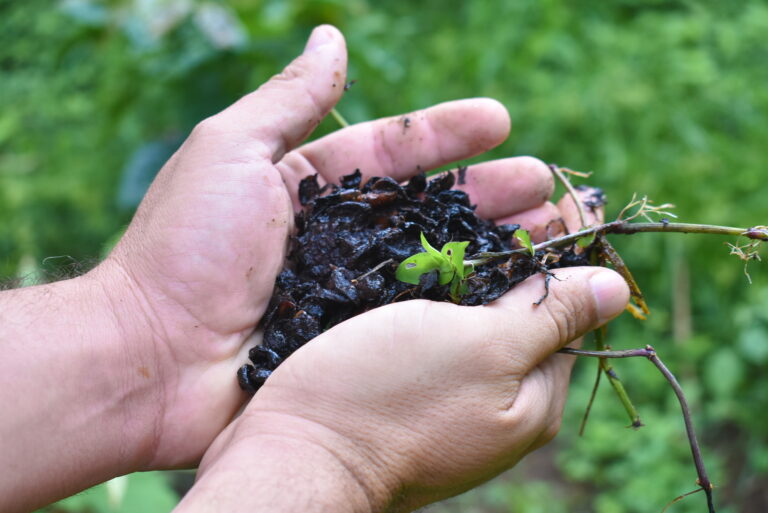 Fertile soil hand held at San Jose coffee farm in Nicaragua