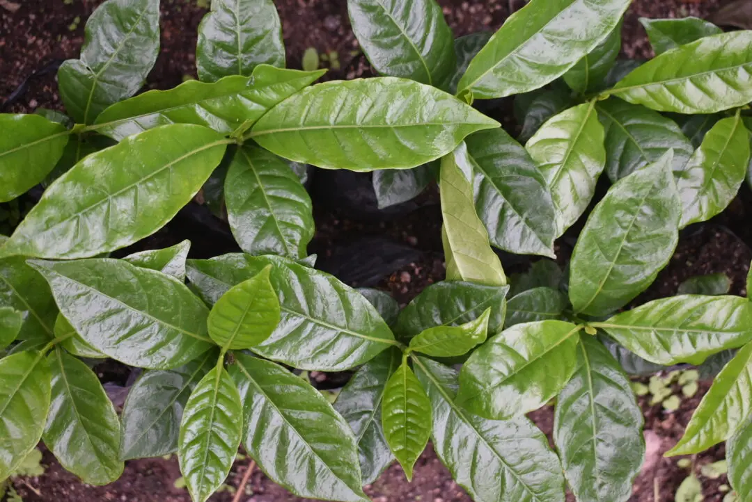 Young coffee seedlings ready for planting at San Jose coffee farm in Nicaragua