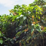 A productive yellow catuai coffee tree on a sunny day