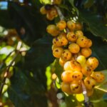 Brazil - Nossa Senhora de Fatima - Yellow Cherries