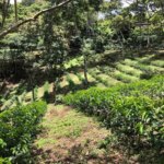 Coffee trees planted in rows at La Fantasia farm in Cauca region of Colombia
