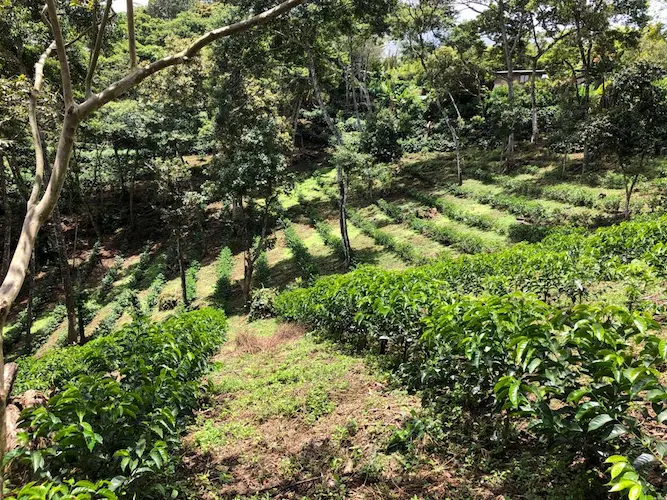 Coffee trees planted in rows at La Fantasia farm in Cauca region of Colombia