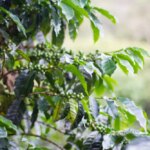 A pacas varietal coffee tree growing on El Milagrito owned by producer Pedro Erazo