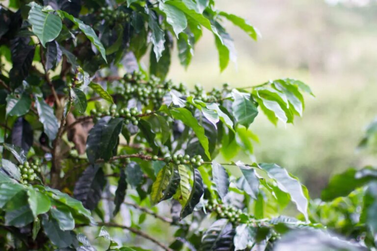A pacas varietal coffee tree growing on El Milagrito owned by producer Pedro Erazo