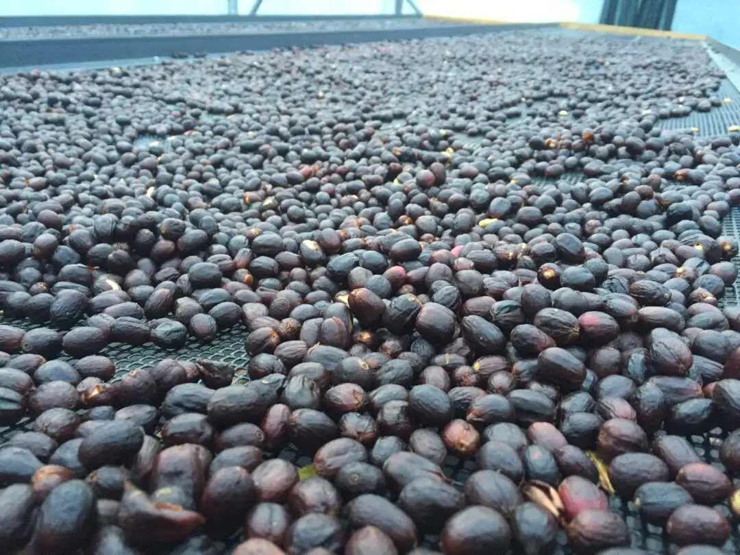 Low angle natural processed specialty coffee cherries drying under tents to make delicious arabica coffee beans from Panama