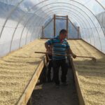 Coffee producer Juan Vicente Montoya turning over washed beans in drying greenhouse at La Falda, Honduras