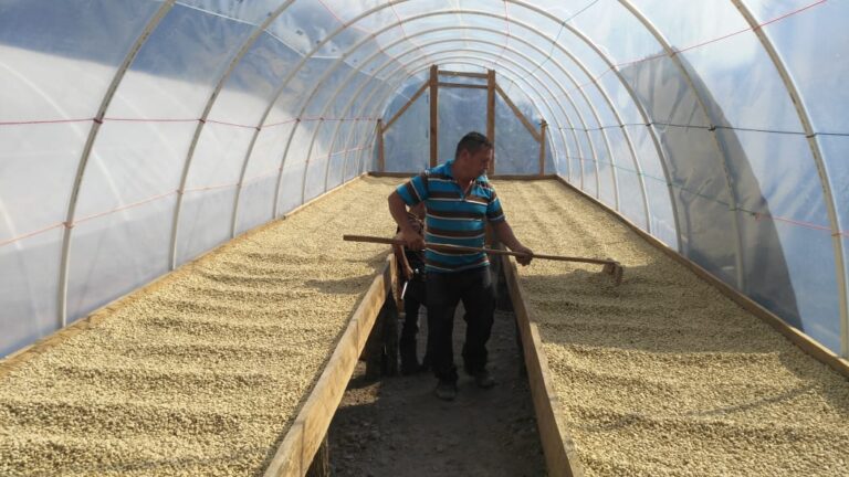 Coffee producer Juan Visente Montoya turning over washed beans in drying greenhouse