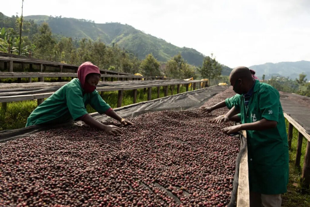 Female coffee workers sorting through natural processed arabica cherries drying on raised beds at Cyato washing station Rwanda