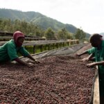 Female coffee workers sorting through natural processed arabica cherries drying on raised beds at Cyato washing station Rwanda