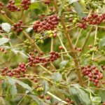 Arabica red bourbon coffee cherries and beans growing on a wild coffee tree in Rwanda